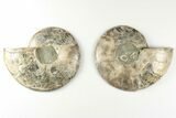 Cut & Polished, Agatized Ammonite Fossil - Madagascar #200027-1